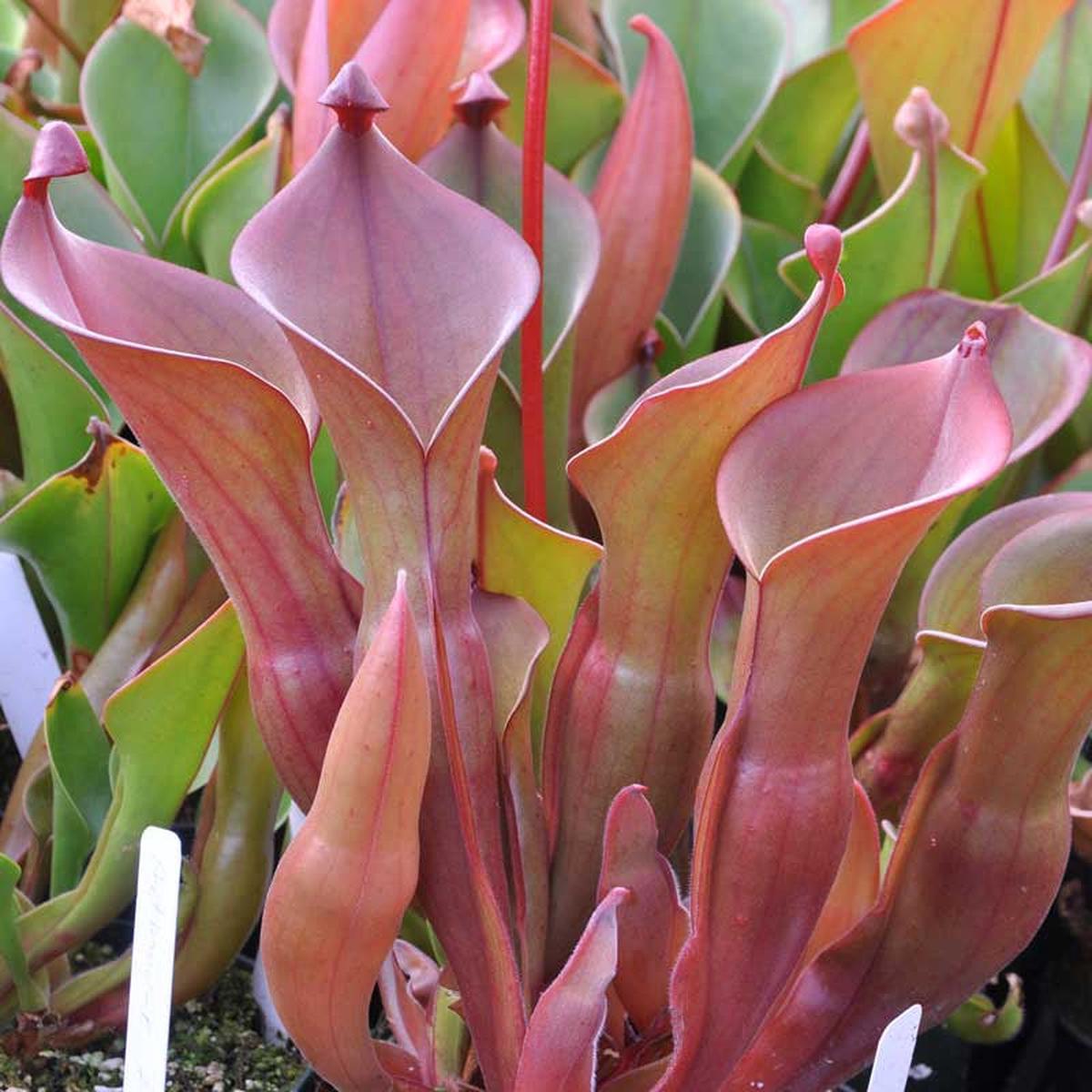 Heirloom Non-GMO Heliamphora Plant Seeds for Planting High Germination Organic Garden Seeds for Carnivorous Plants
