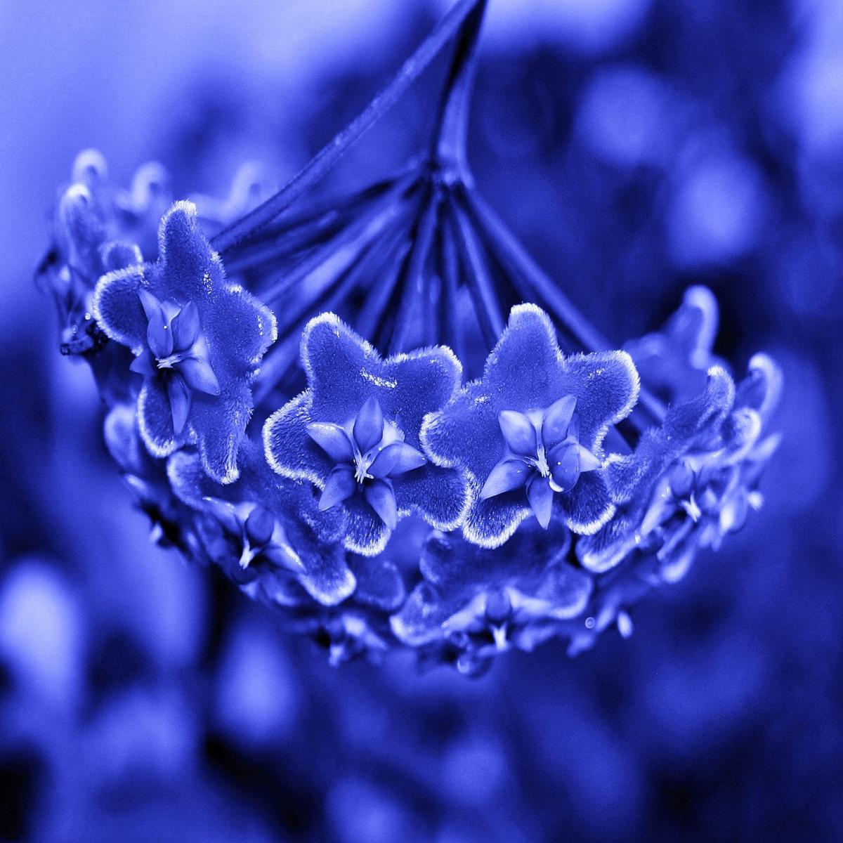 Heirloom Non-GMO Hoya Flower Seeds Blue Organic Garden Seeds for Planting with High Germination