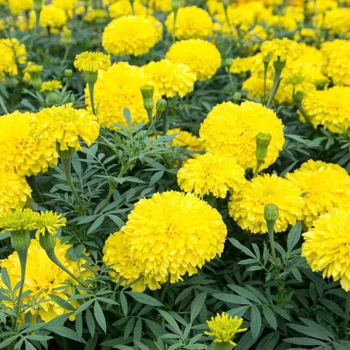Heirloom Non-GMO Marigold Flower Seeds for Garden Planting Bright Colorful Blooms