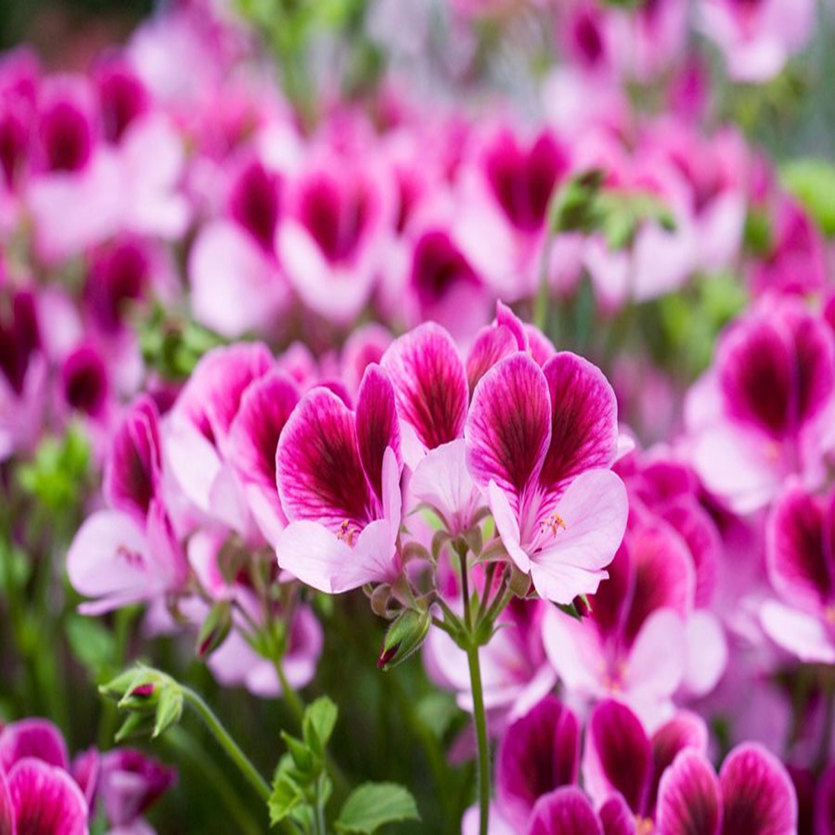 Heirloom Non-GMO Queling Geranium Flower Seeds for Planting Unique Colorful Garden Blooms