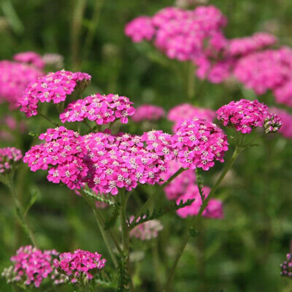 Heirloom Pink Yarrow Flower Seeds for Planting  Non-GMO, Vibrant Color Blooms