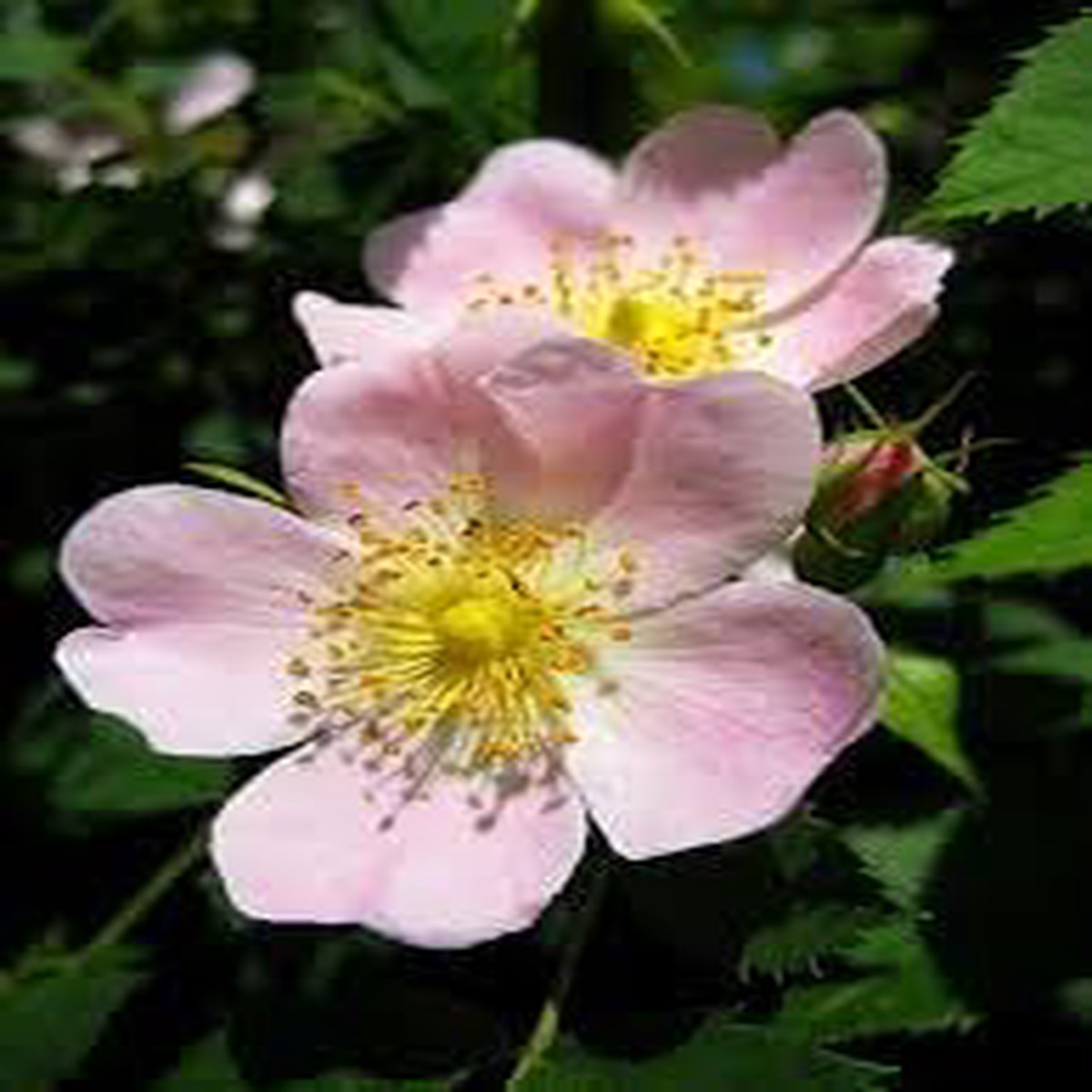 Heirloom Rosa Laxa Flower Seeds Non-GMO for Garden Planting Wild Rose Blooms