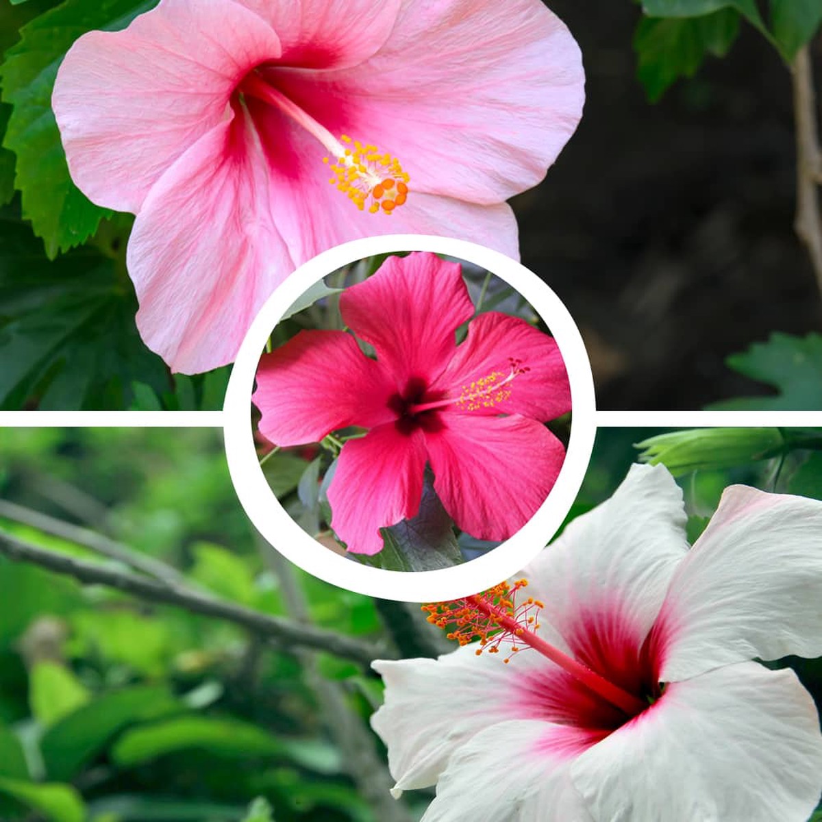 Hibiscus Hibiscus Rosa Sinensis Mixed Flower For Planting Ideal For Garden Beds Patio Pots