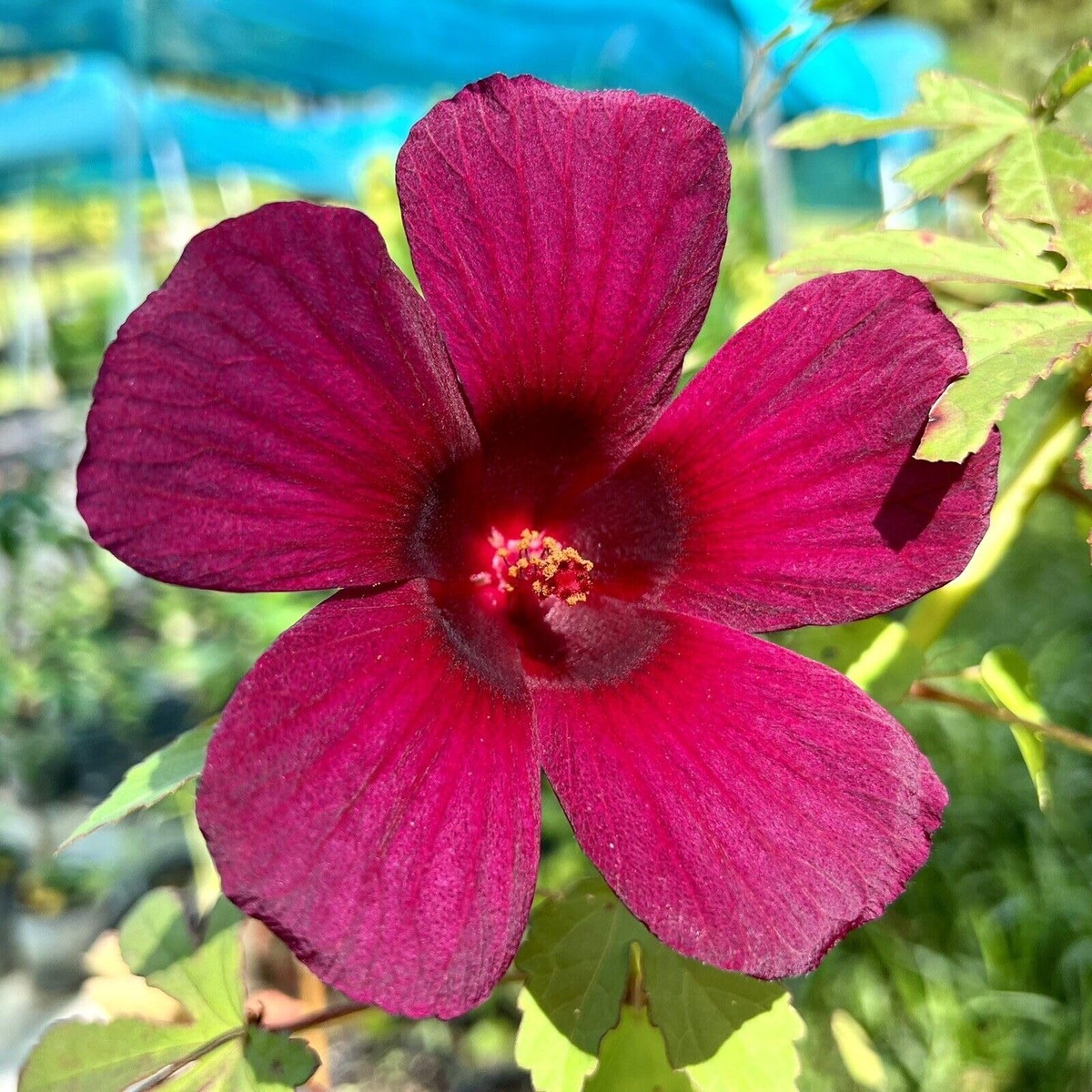 Hibiscus Sabdariffa Roselle - Seeds for Red Flowers and Drought Tolerant Ornamental Planting