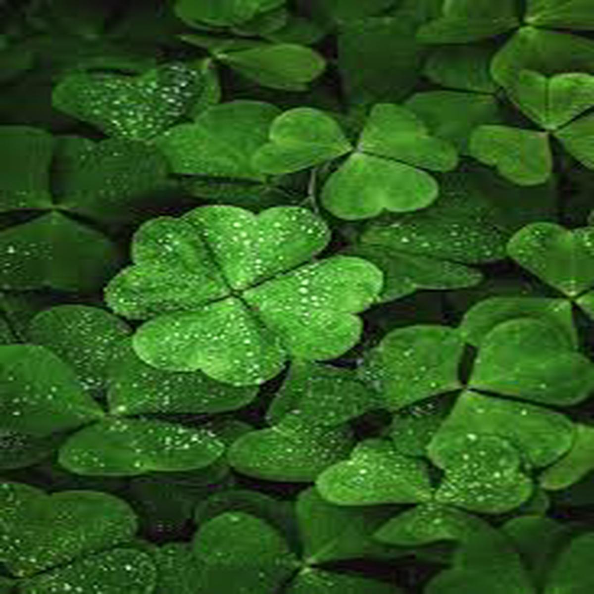 Khaki Green Four Leaf Clover Seeds for Planting Heirloom NonGMO Organic Garden Seeds High Germination Sale
