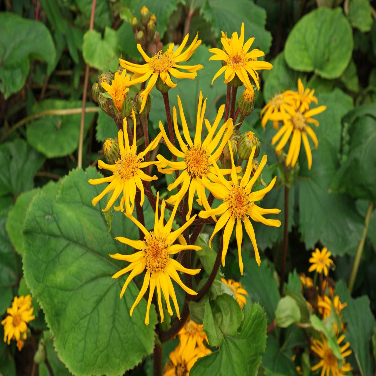 Ligularia Dentata Flower seeds for Planting Shade Tolerant Heirloom & GMO Free Seeds for Home Garden