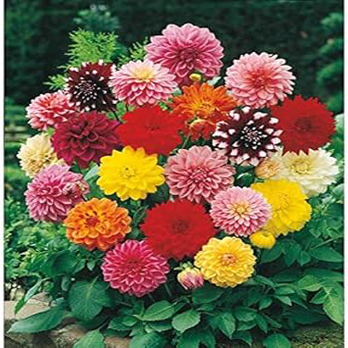 Mixed Color Dahlia Flower Seeds for Planting Heirloom, Non-GMO, High Germination Organic Garden Seeds