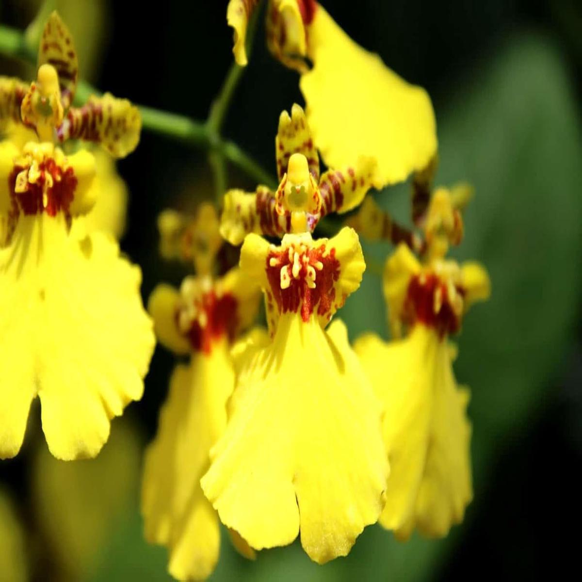 Oncidium Flower Seeds for Planting 100 pcs  Heirloom, Non-GMO, High Germination Orchid Garden Seeds