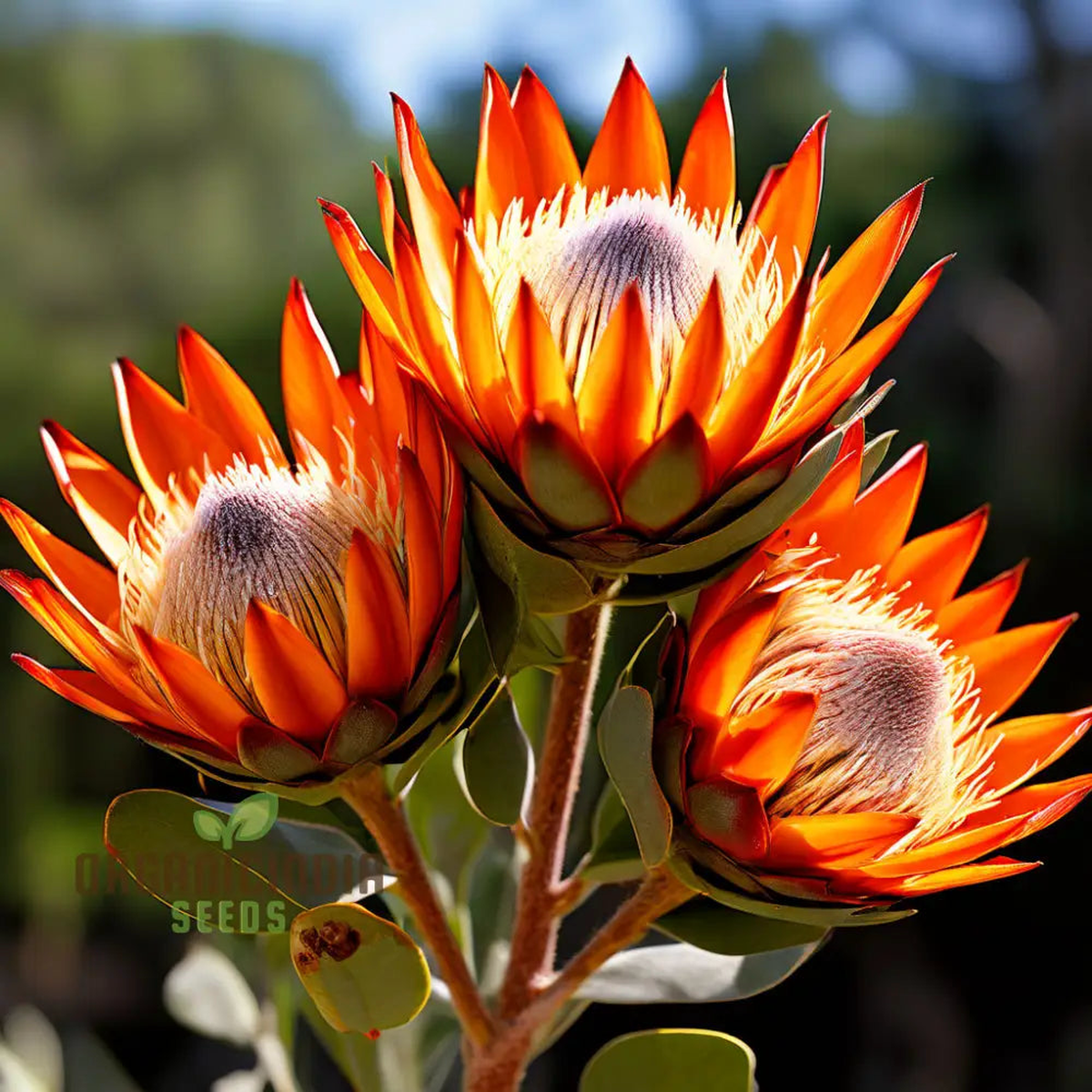 Orange Protea Flower Seeds for Planting Heirloom Non-GMO, High Germination Organic Garden Seeds