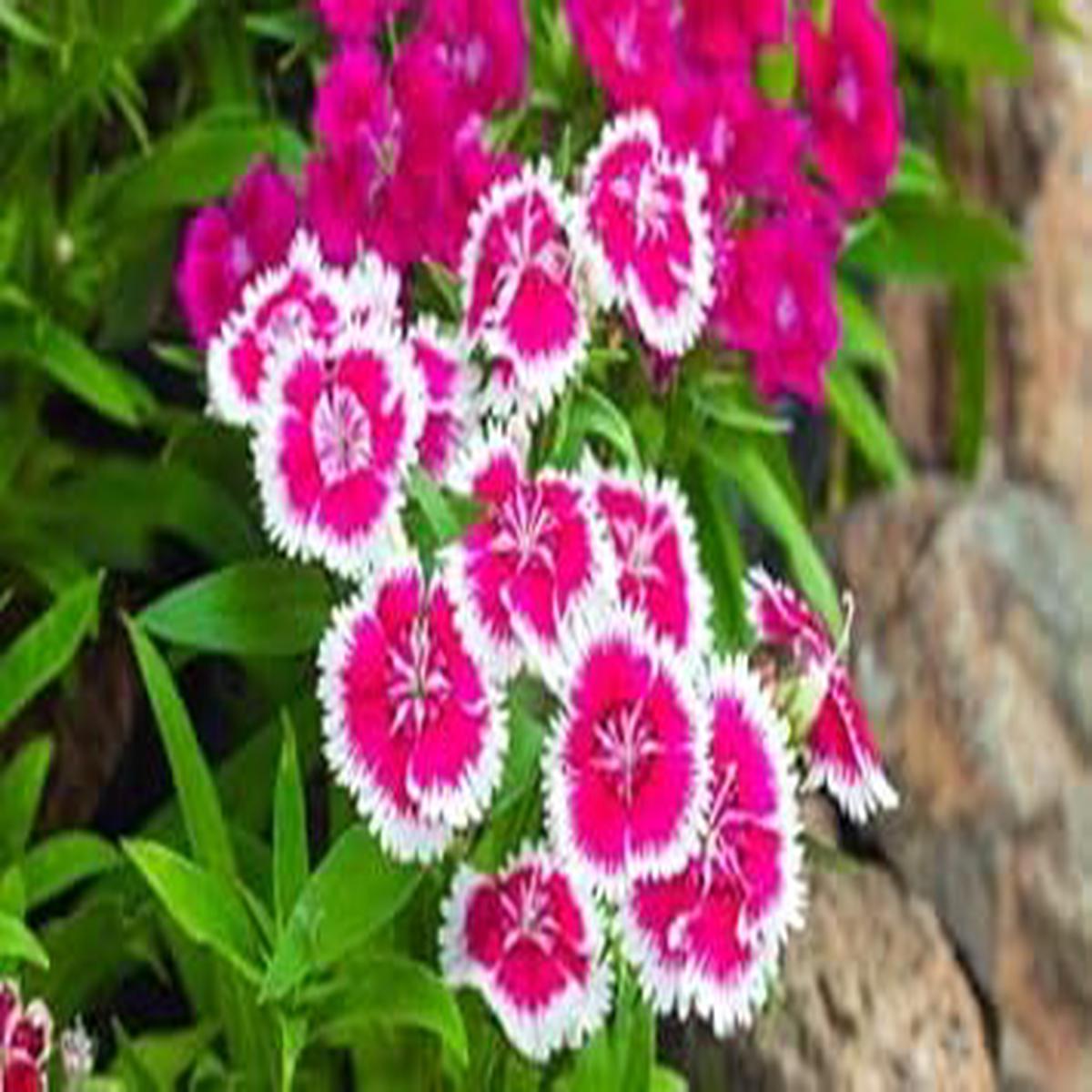 Organic Pink White Dianthus Flower Seeds for Planting  Heirloom, Non-GMO