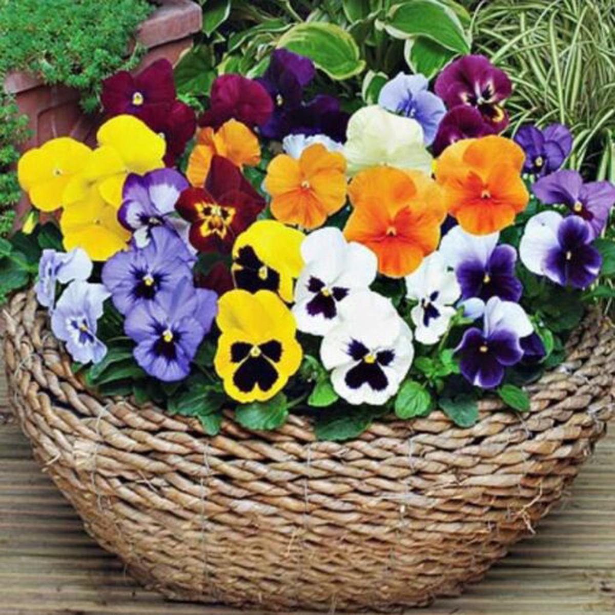 Pansy Swiss Giant Open Pollinated  Heirloom, Non-GMO, High Germination Organic Garden Seeds