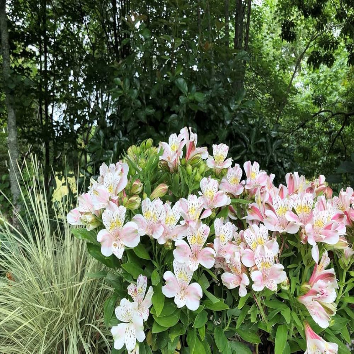 Peruvian Lily Fluttura Seeds for Planting Garden Flower Bed