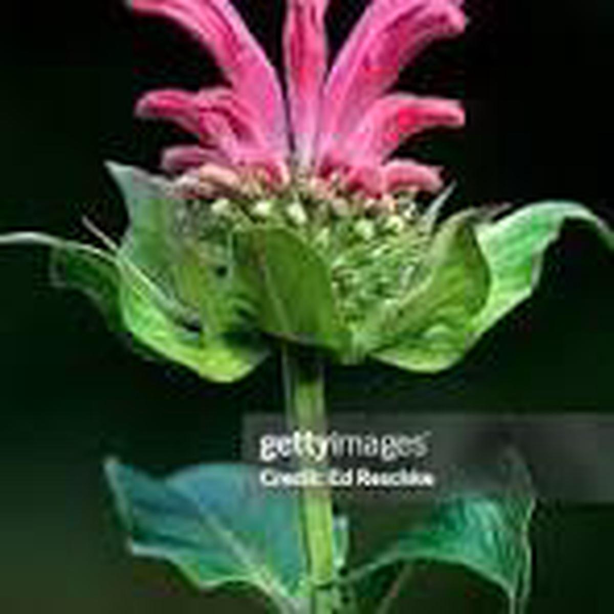 Pink Monarda Flower Seeds for Planting  Easy to Grow, Heirloom, Non-GMO & Organic Garden Seeds