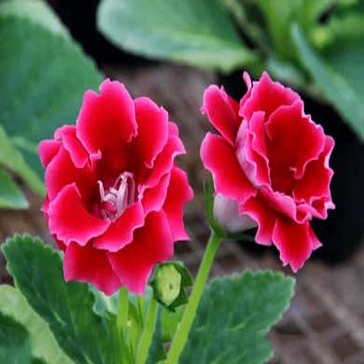 Pink Red Gloxinia Flower Seeds for Planting Heirloom, Non-GMO, High Germination Organic Garden Seeds