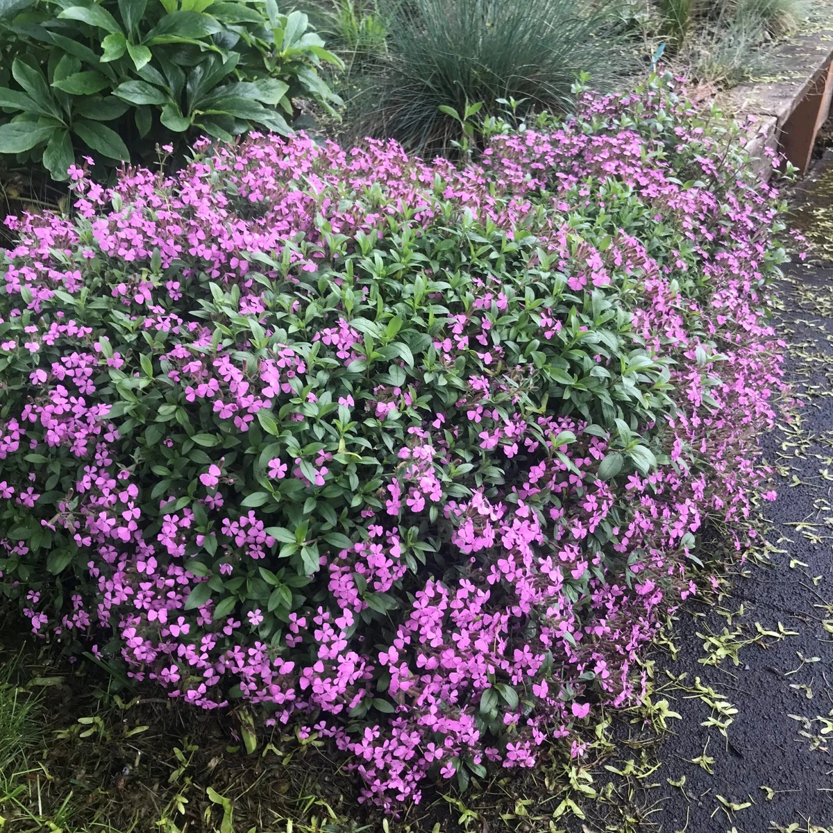 Pink Saponaria Ocymoides Flower seeds for Planting - Cottage Garden Essential, Heirloom & GMO Free Seeds for Home Garden