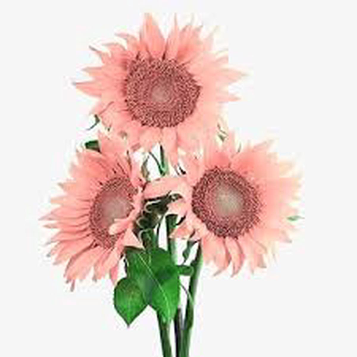 Pink Sunflower Flower Seeds for Planting Heirloom Non-GMO High Germination Organic Garden Seeds