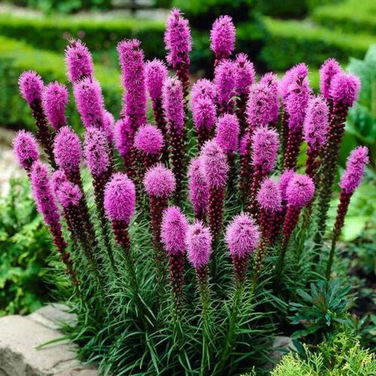 Prairie Blazing Star Flower Seeds for Planting  Pollinator-Friendly Blooms