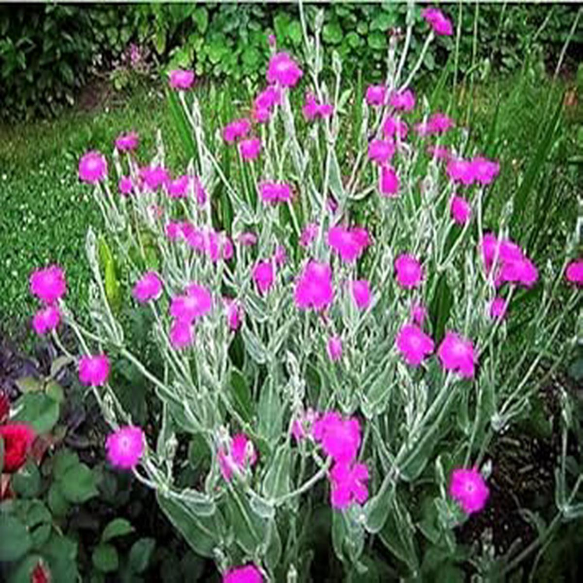 Purple Catchfly Flower Seeds for Planting Heirloom, Non-GMO, High Germination Organic Garden Seeds