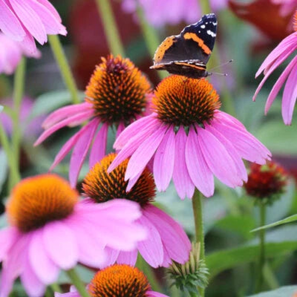 Purple Coneflower Seeds for Planting Non-GMO Seed Store Heirloom, Perennial, Pollinator-Friendly