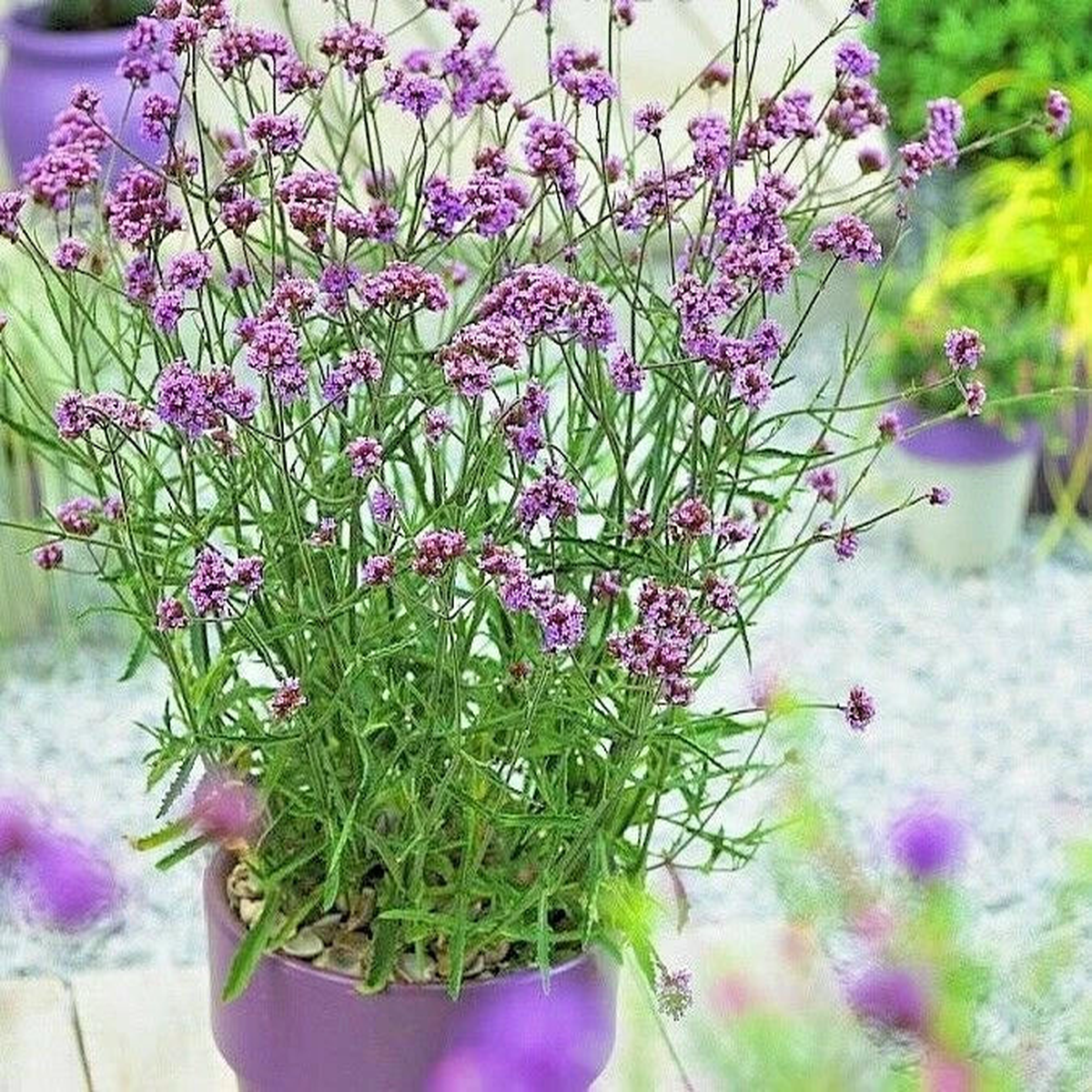 PURPLETOP VERVAIN Flower Seeds Native Wildflower Herb Tea Drought Container  Heirloom, Non-GMO, High Germination Organic Garden Seeds