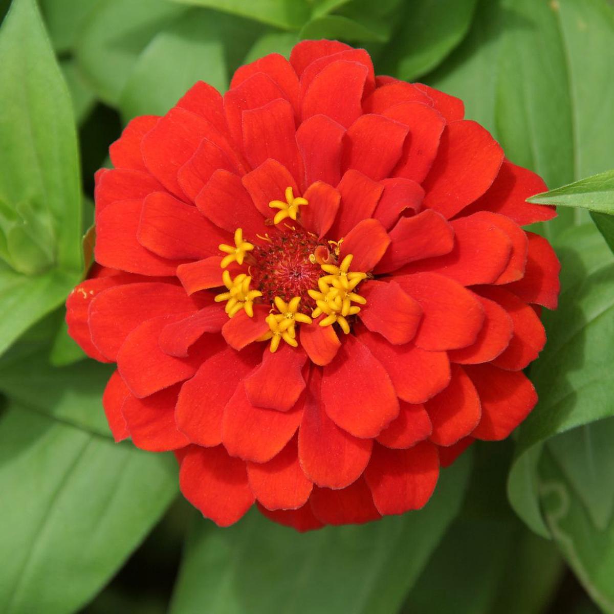 Queen Bright Red Zinnia Seeds  Bold, Bright Blooms for Cutting Gardens