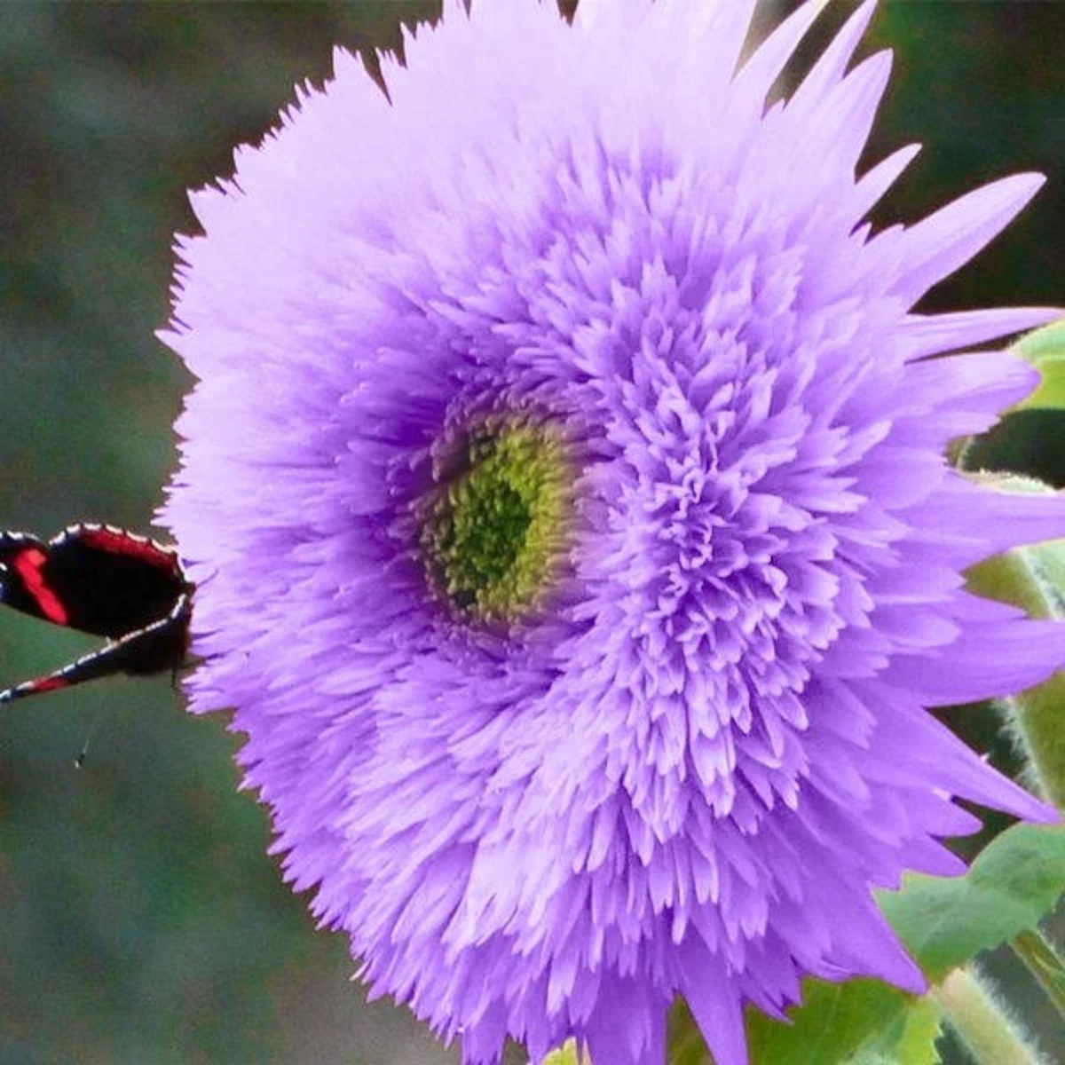 Rare Purple Teddy Bear Sunflower Seeds for Planting  Heirloom, Non-GMO, High Germination Organic Garden Seeds