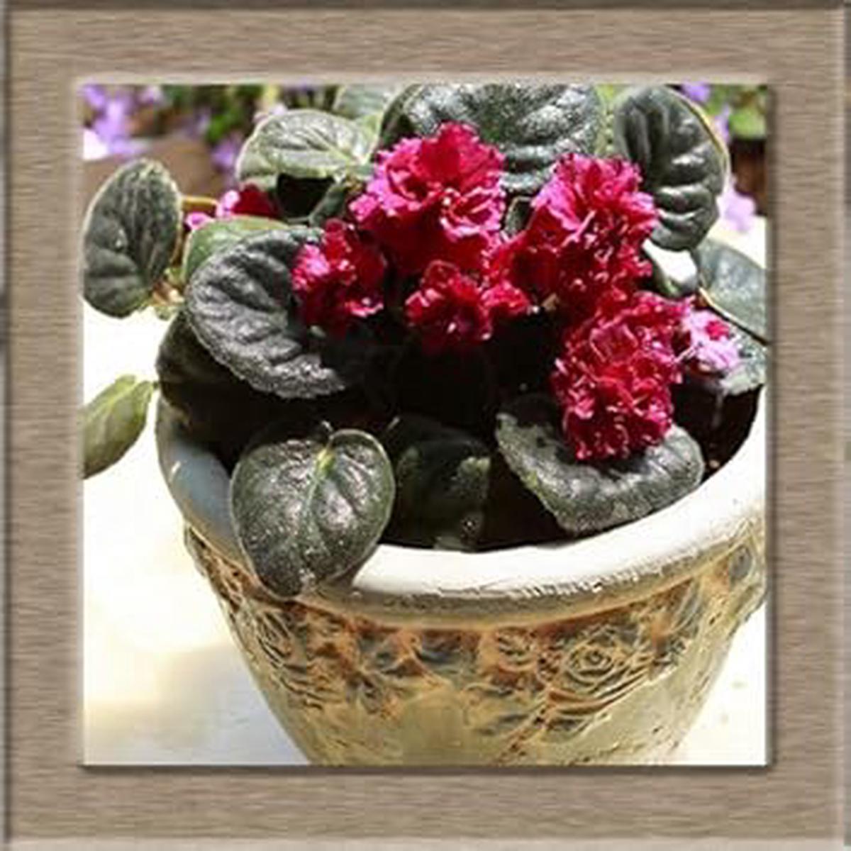 Red African Violet Flower seeds for Planting - Bright Blooms, Heirloom & GMO Free Seeds for Home Garden