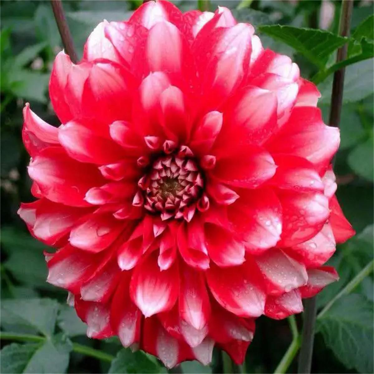 Red and White Dahlia Dahlia pinnata flower seeds for planting in backyard garden borders