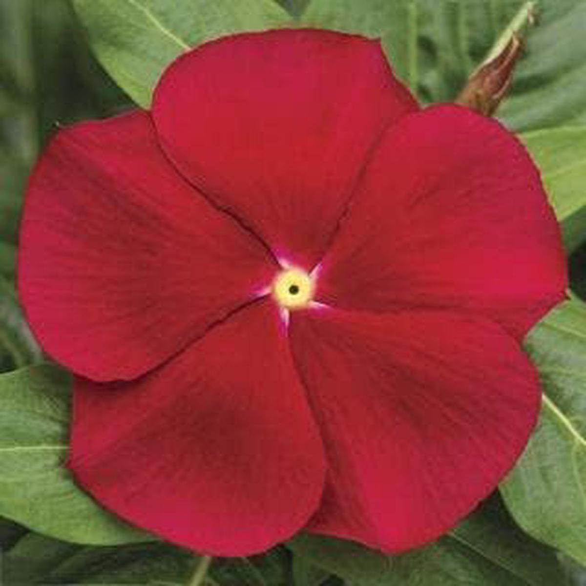 Red Periwinkle Flower seeds for Planting - Low Maintenance, Heirloom & GMO Free Seeds for Home Garden