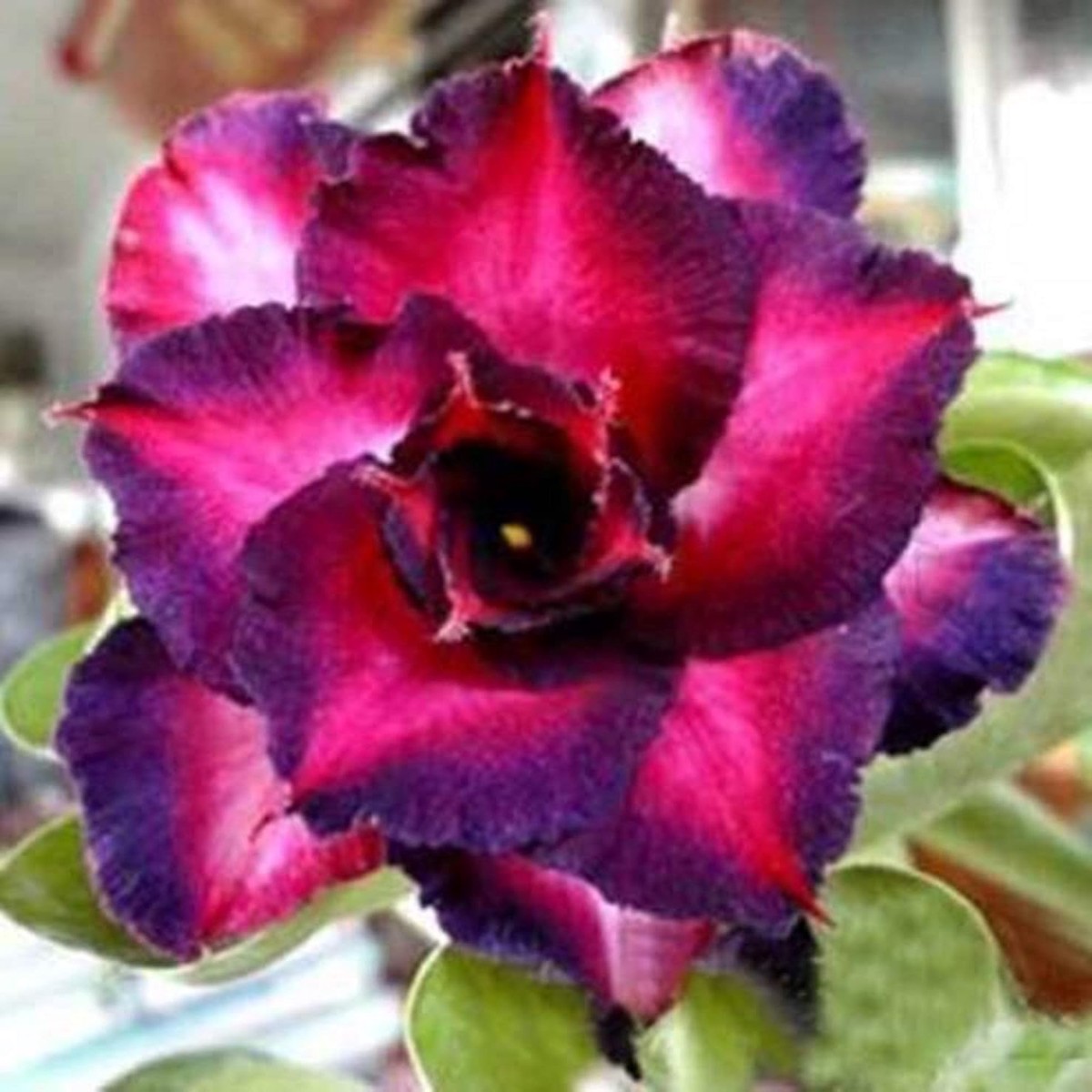 Red Pink Adenium Seeds for Planting Organic, Heirloom, Non-GMO, High Germination Flower Garden Seeds