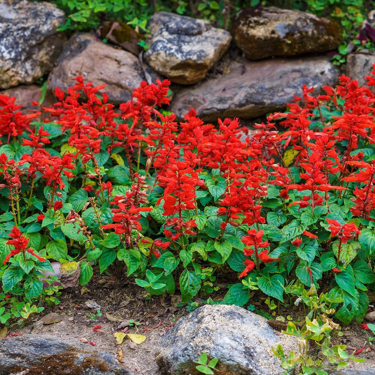 Salvia Salvia Coccinea Flower For Planting Bright Blooms For Pollinator Gardens Garden Borders