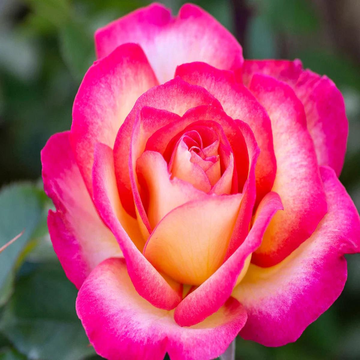 Sorbet Roses Floribunda Flower seeds for Planting Pollinator Friendly Heirloom & GMO Free Seeds for Home Garden