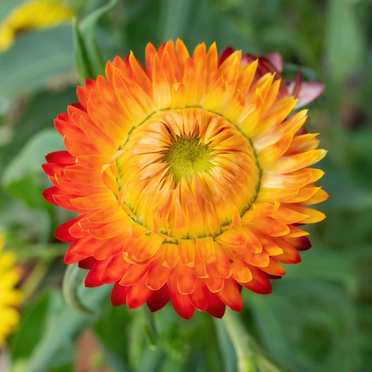 Strawflower Seeds - King Size Orange