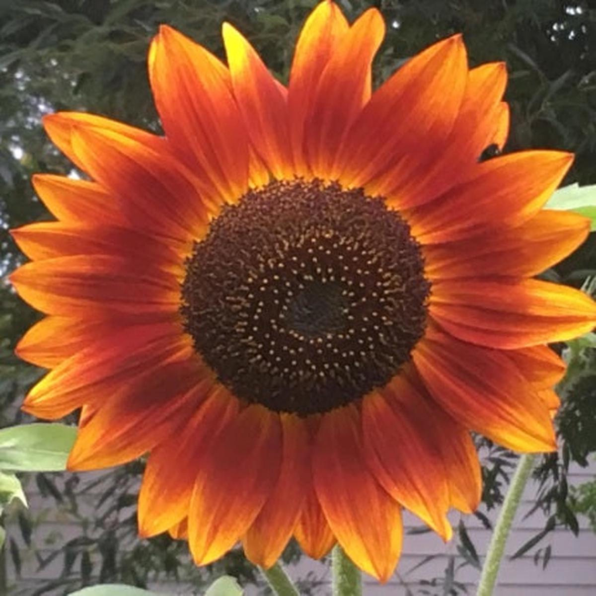 Sunflower Evening Sun Imported  Heirloom, Non-GMO, High Germination Organic Garden Seeds