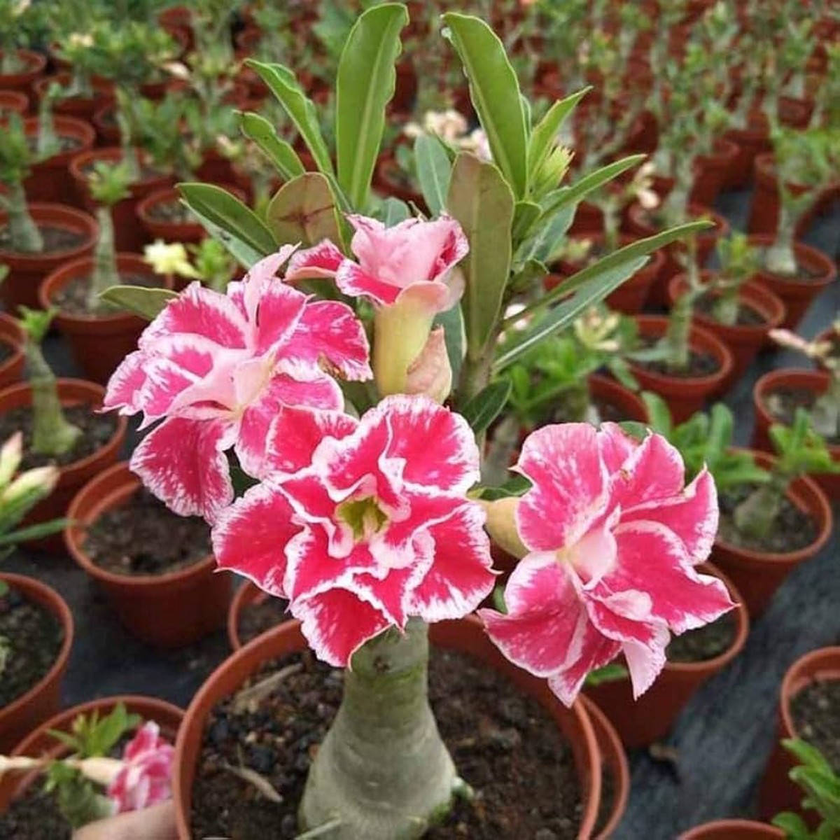 White Double Desert Rose Planting Adenium Heirloom Non Gmo Flower Seeds Home Garden