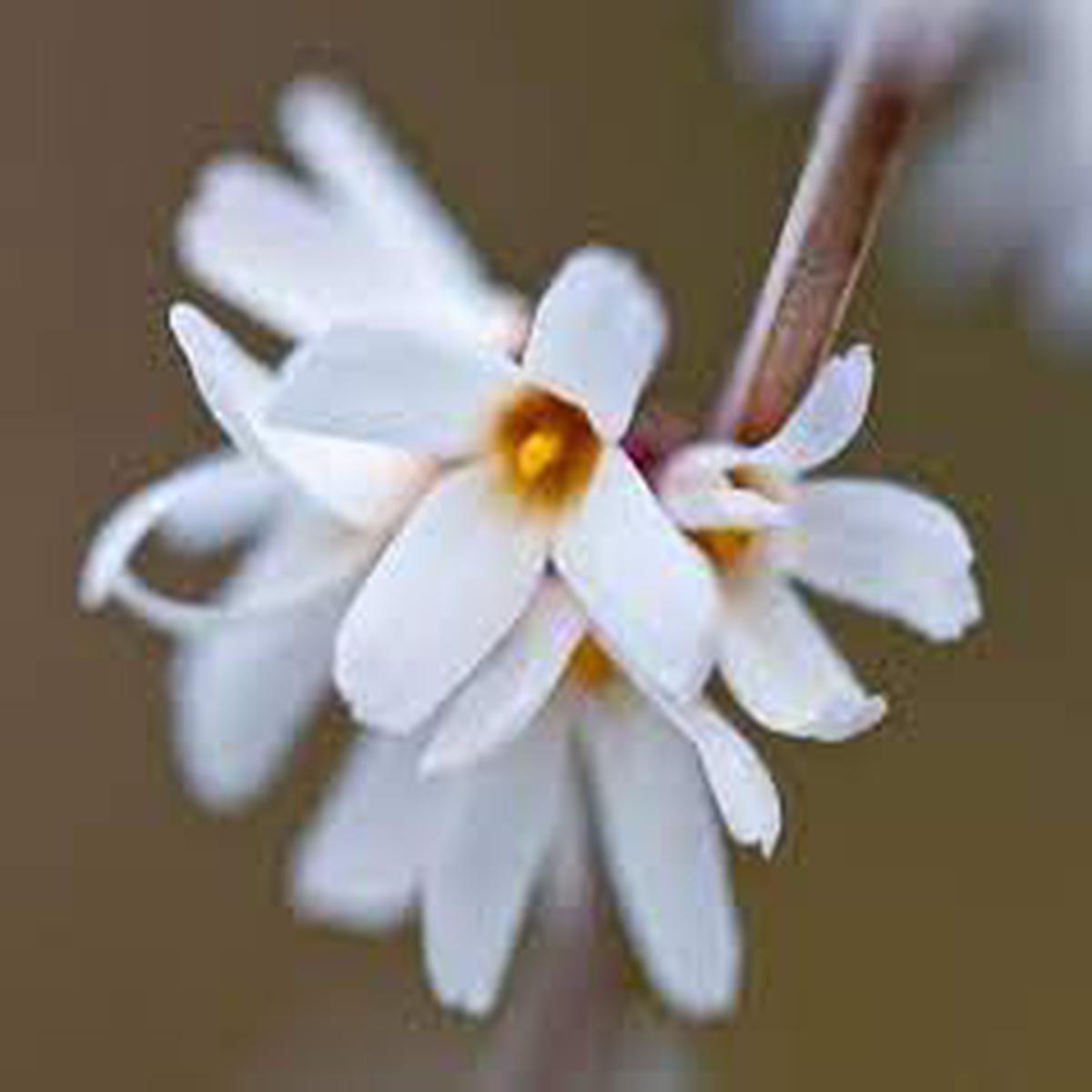 White Forsythia (Abeliophyllum distichum) Flower Seeds for Planting | Heirloom Non-GMO High Germination Seeds