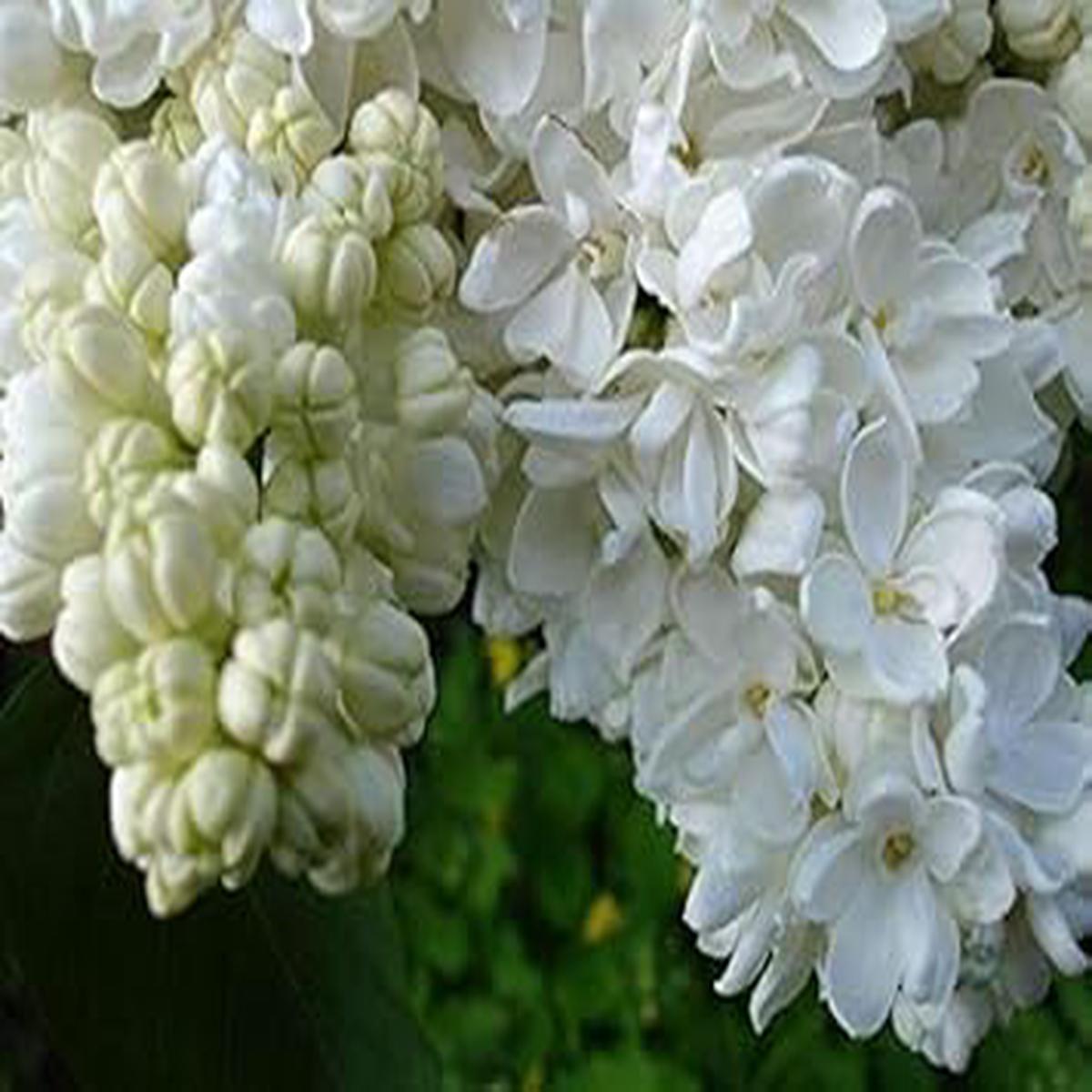 White Fragrant Clove Flower Seeds  Heirloom, Non-GMO, High Germination Organic Garden Seeds for Planting Bliss