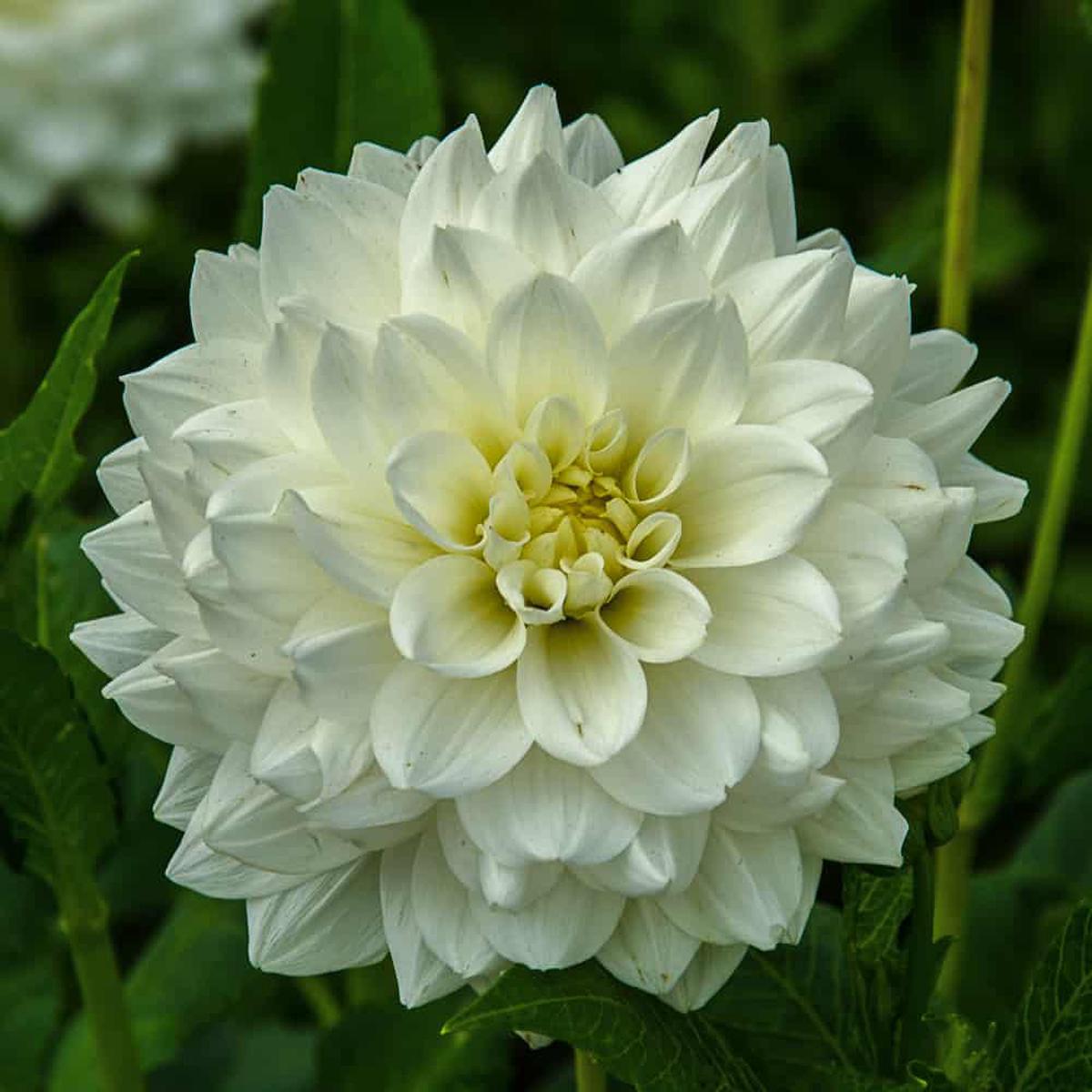 White Swan Dahlia Flower Seeds for Planting  Heirloom Non-GMO, High Germination Organic Garden Seeds