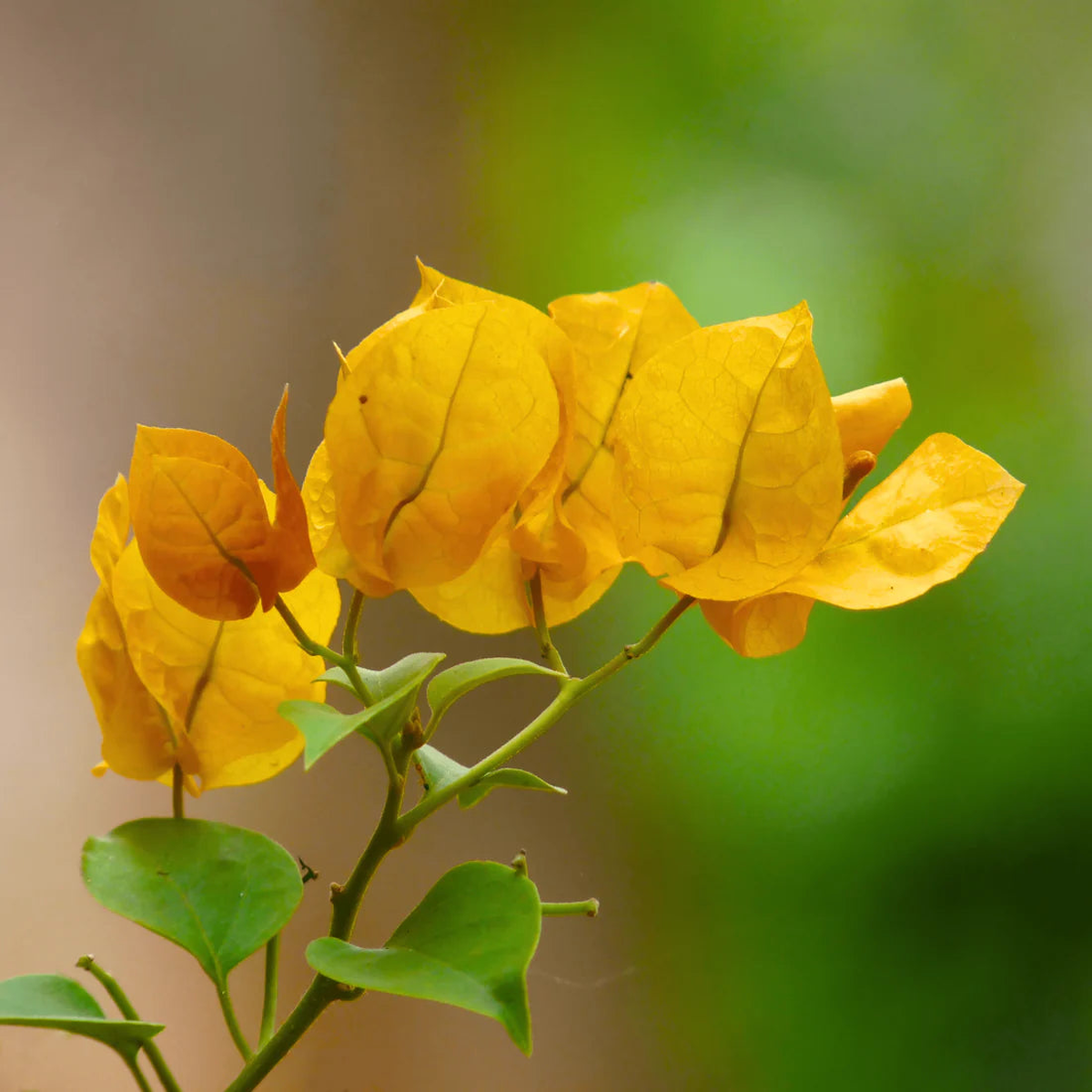 Yellow Bougainvillea (Bougainvillea glabra) Flower Seeds for Planting Heirloom, Non-GMO, Drought-Tolerant, Perennial