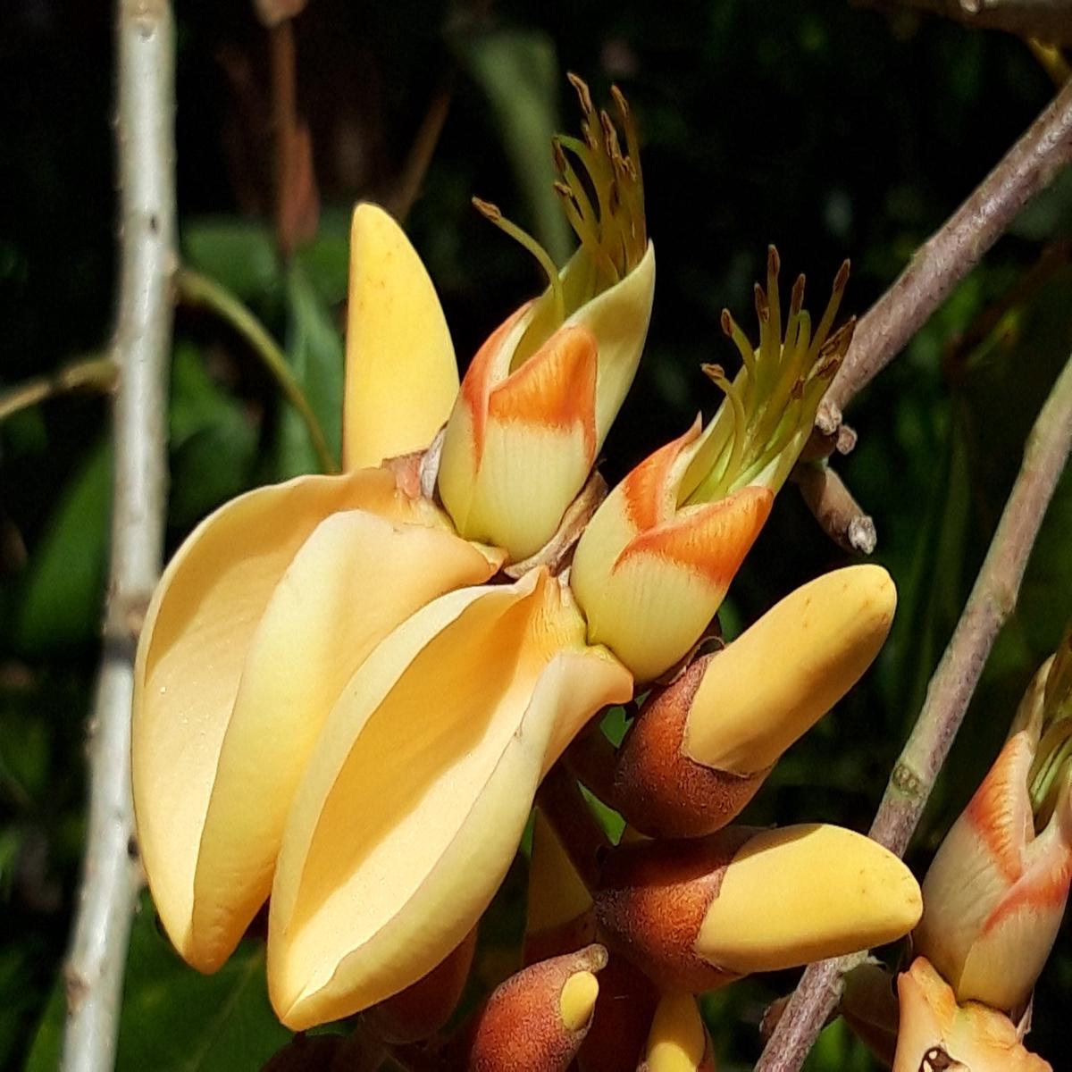 Yellow Erythrina Flower Seeds for Planting Heirloom Non-GMO, High Germination Organic Garden Seeds