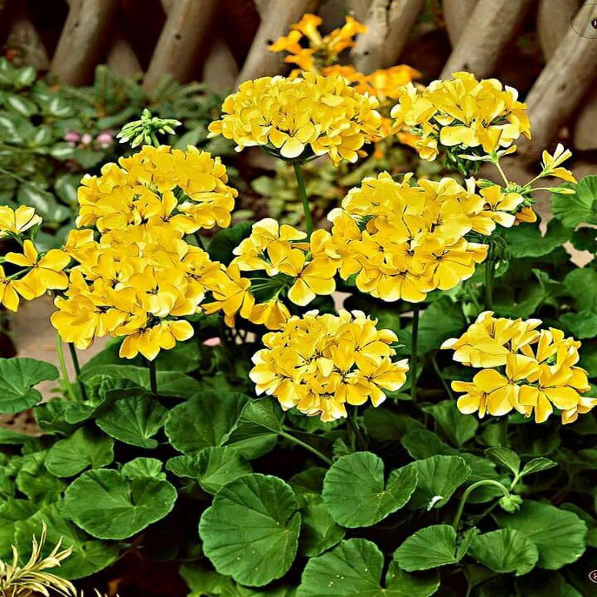 Yellow Geranium Flower Seeds for Planting Heirloom Non-GMO High Germination Organic Garden Seeds