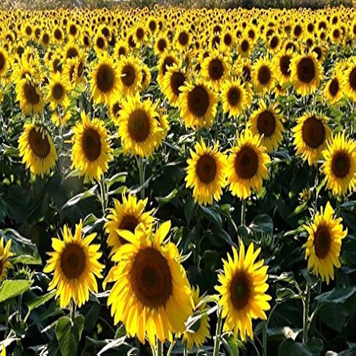 Yellow Giant Flower Planting Rare Bright Garden Blooms Flower Seeds Home Garden Planting,