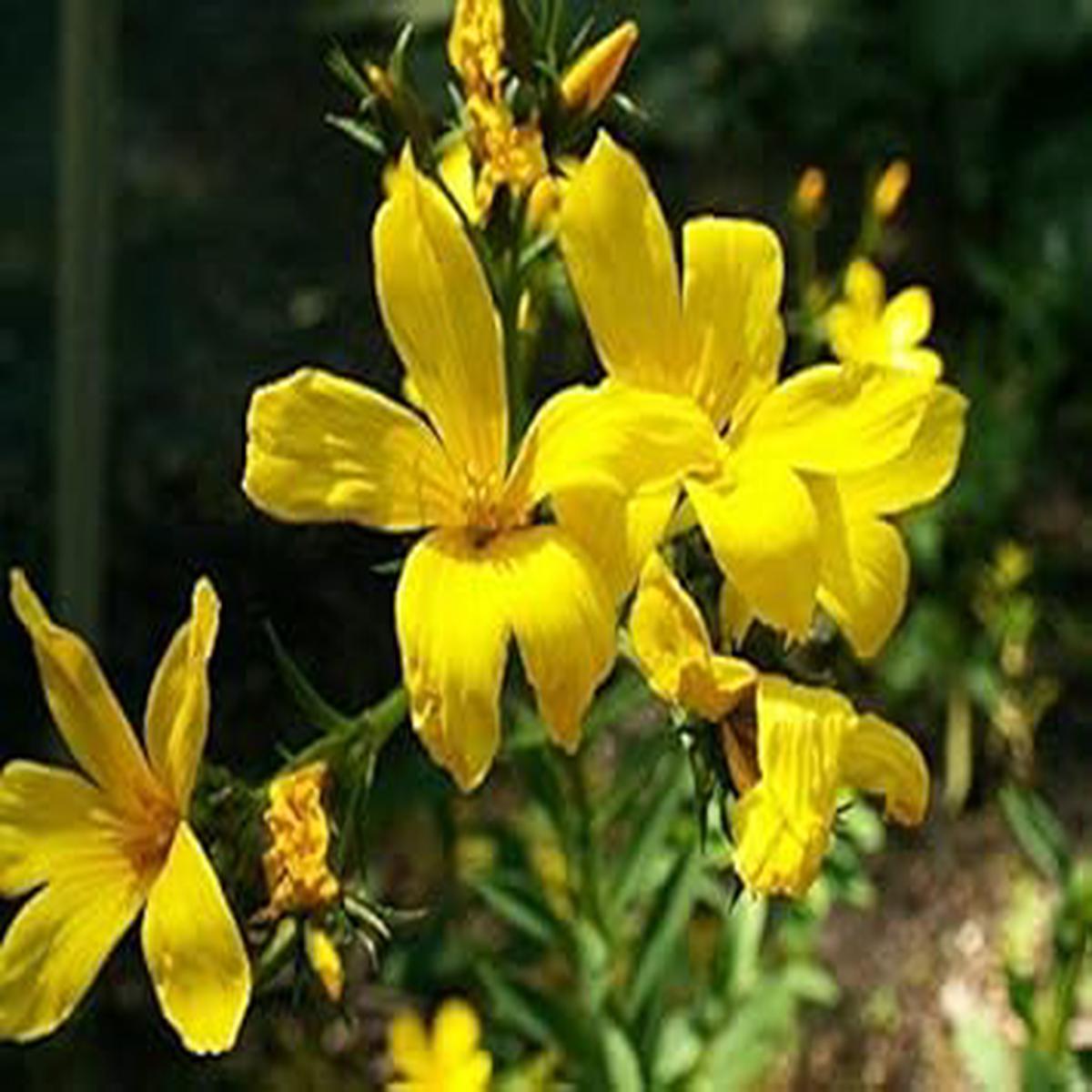 Yellow Linum Flavum Flower Seeds for Planting - 100 pcs