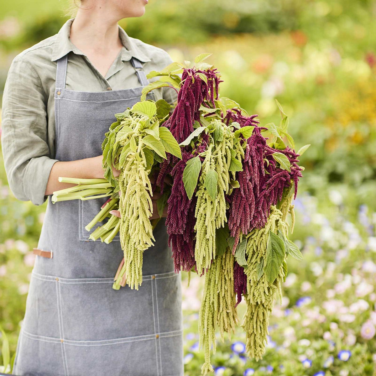 Amaranthus Bundle - Signature Blooms