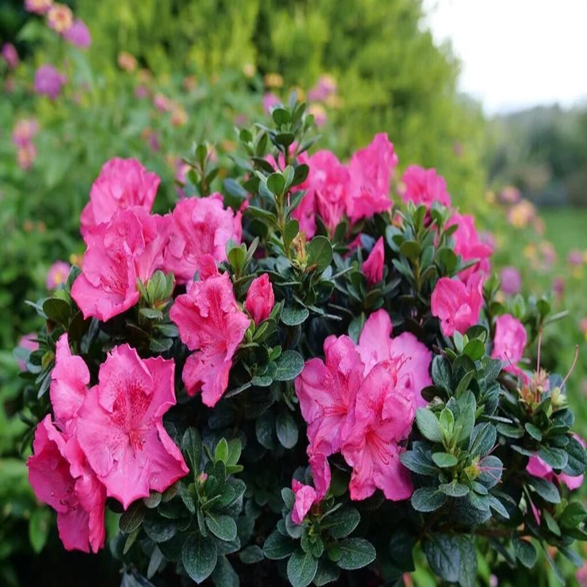 Azalea Flower Seeds for Planting Heirloom Non-GMO Seeds for Home Garden