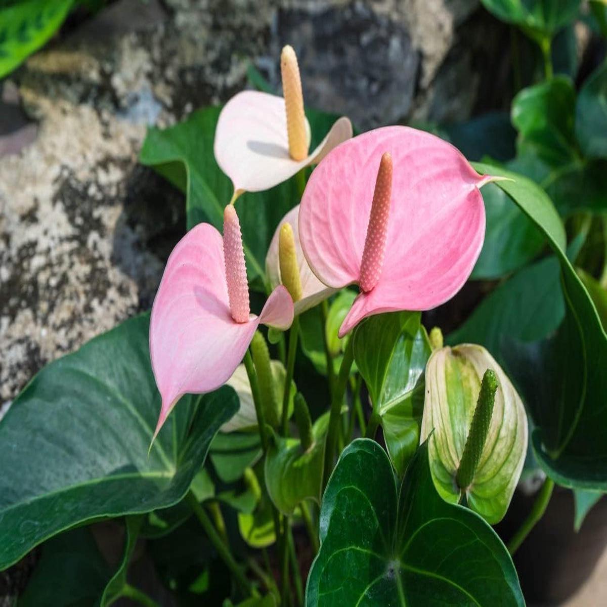 Baby Pink Anthurium Flower seeds for Planting - Compact Growth, Heirloom & GMO Free Seeds for Home Garden