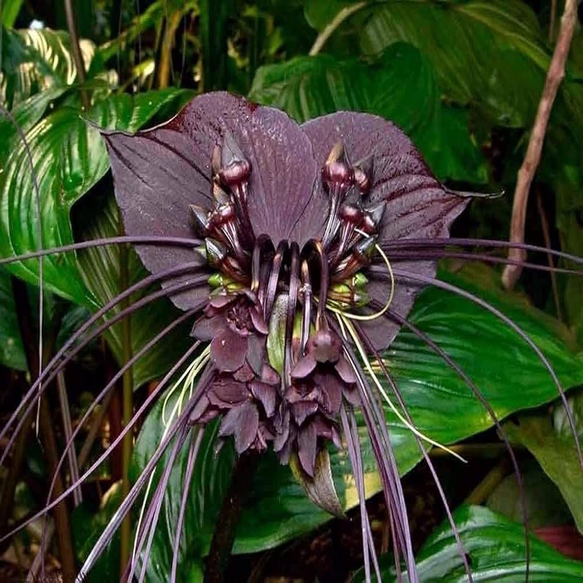 Black Tacca Chantrieri Plant Seeds  Heirloom Non-GMO Bat Flower Seeds for Exotic Tropical Gardens