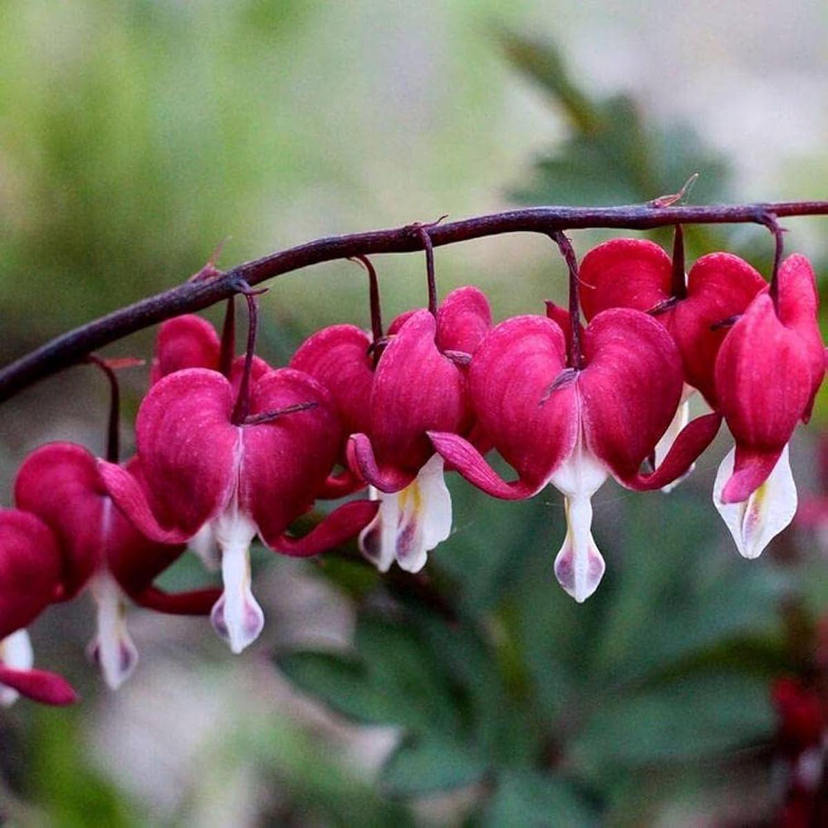 Bleeding Heart Seeds for Planting Dicentra spectabilis for flower beds and woodland gardens