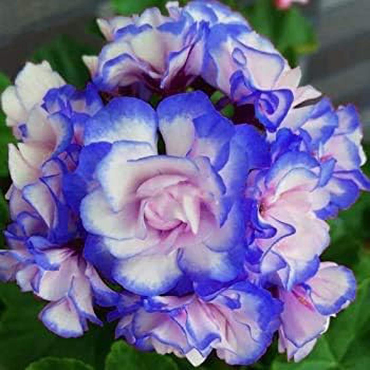 Blue Mix Geranium (Pelargonium) Flower Seeds for Planting Heirloom Non-GMO High Germination Organic Garden Seeds