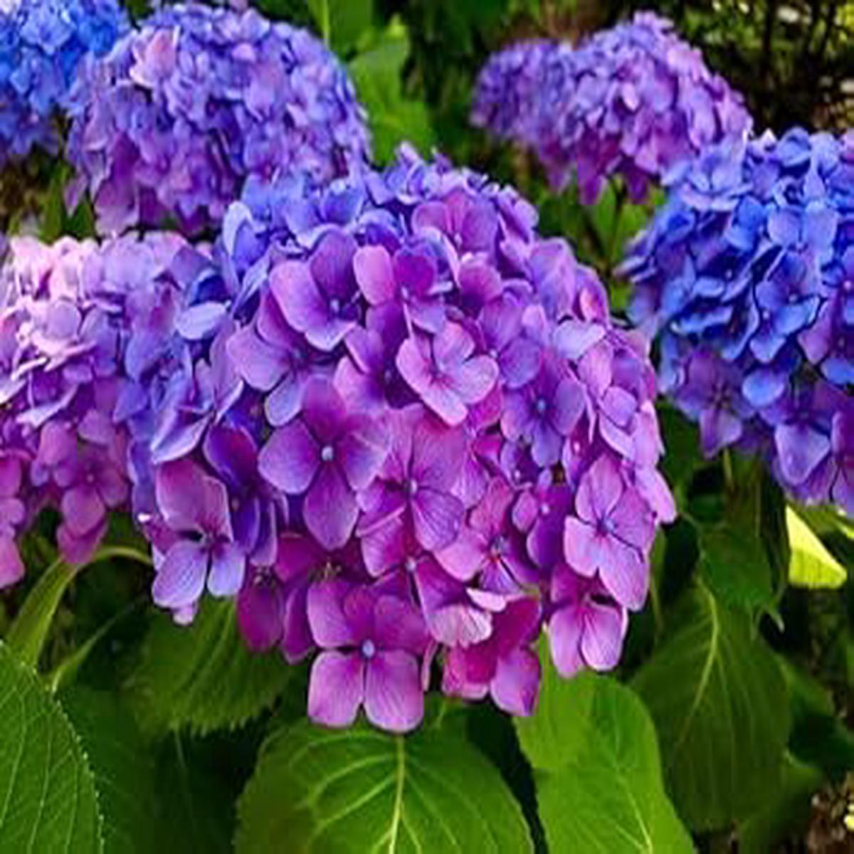 Blue Purple Hydrangea Flower Seeds Heirloom Non-GMO High Germination Seeds for Planting Vibrant Garden Blooms